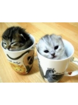 春夏冬 - さくらの女の子ブログ画像