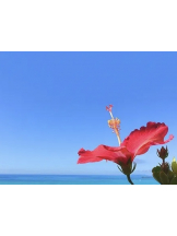 春夏冬 - さくらの女の子ブログ画像