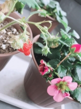 エロチカセブン - NO.1飛鳥の女の子ブログ画像