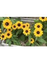 エロチカセブン - NO.5みなみの女の子ブログ画像