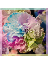 エロチカセブン - NO.5みなみの女の子ブログ画像