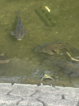 エロチカセブン - NO.6美月の女の子ブログ画像