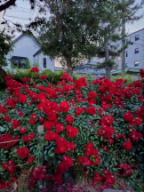 エロチカセブン - NO.19　みれいの女の子ブログ画像