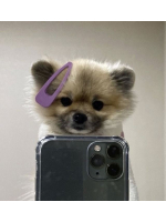 Peach Pie - そらの女の子ブログ画像