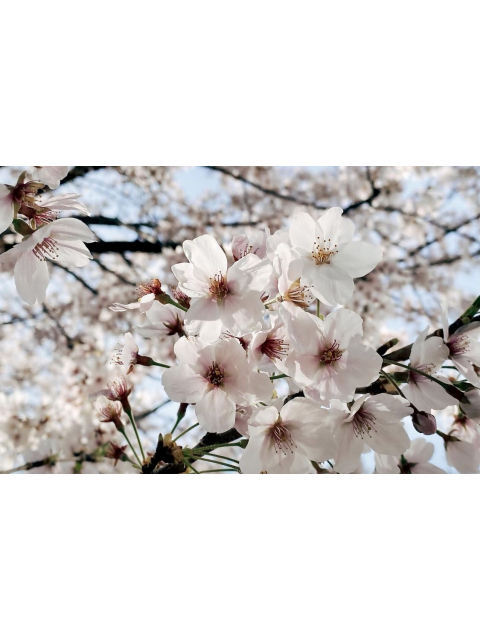 女の子ブログ添付画像1