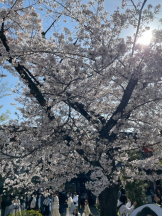 Pick up - つばさの女の子ブログ画像