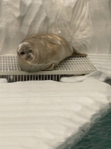 Pick up - つばさの女の子ブログ画像