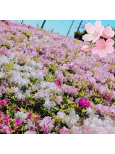 エロチカセブン - NO.88かよの女の子ブログ画像