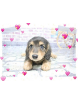 エロチカセブン - NO.88かよの女の子ブログ画像