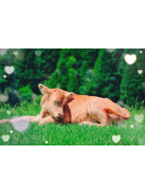 エロチカセブン - NO.88かよの女の子ブログ画像