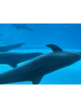 Pick up - りなの女の子ブログ画像