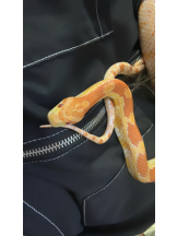 Pick up - りなの女の子ブログ画像