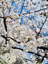 Pick up - なつの女の子ブログ画像