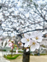 Pick up - なつの女の子ブログ画像