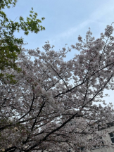 Pick up - なつの女の子ブログ画像