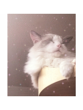 Pick up - はるの女の子ブログ画像