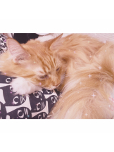 Pick up - はるの女の子ブログ画像