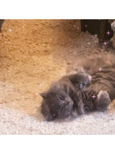 Pick up - はるの女の子ブログ画像