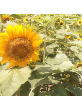 Pick up - はるの女の子ブログ画像