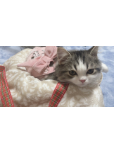 GOGOキャバクラ -電車編- - りいなの女の子ブログ画像