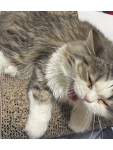 GOGOキャバクラ -電車編- - りいなの女の子ブログ画像