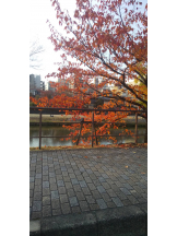 エロチカセブン - Ｎo.５０ほなみの女の子ブログ画像