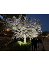 エロチカセブン - Ｎo.５０ほなみの女の子ブログ画像