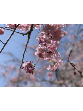 エロチカセブン - Ｎo.５０ほなみの女の子ブログ画像