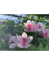 エロチカセブン - Ｎo.５０ほなみの女の子ブログ画像