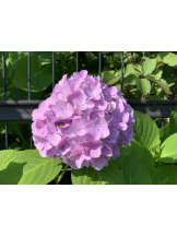 エロチカセブン - Ｎo.５０ほなみの女の子ブログ画像