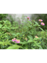 エロチカセブン - Ｎo.５０ほなみの女の子ブログ画像