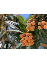 エロチカセブン - Ｎo.５０ほなみの女の子ブログ画像