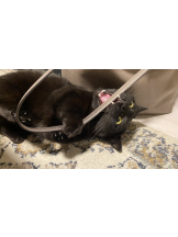 CLUBドレミ - ハルの女の子ブログ画像