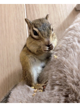 CLUBドレミ - ハルの女の子ブログ画像