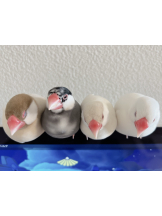 CLUBドレミ - ハルの女の子ブログ画像