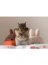 CLUBドレミ - ハルの女の子ブログ画像