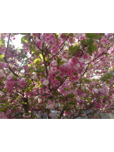 CLUBドレミ - タマキの女の子ブログ画像