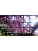 CLUBドレミ - タマキの女の子ブログ画像