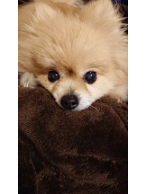 CLUBドレミ - クミの女の子ブログ画像