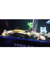 CLUBドレミ - クミの女の子ブログ画像