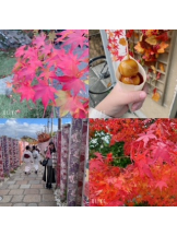 CLUBドレミ - あいさの女の子ブログ画像