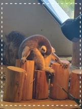 CLUBドレミ - みさの女の子ブログ画像