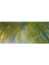 CLUBドレミ - みさの女の子ブログ画像