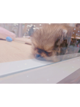 CLUBドレミ - みさの女の子ブログ画像