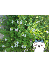 CLUBドレミ - みさの女の子ブログ画像