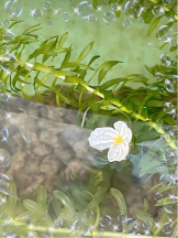 エロチカセブン - NO.８　えりかの女の子ブログ画像