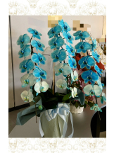 エロチカセブン - NO.８　えりかの女の子ブログ画像