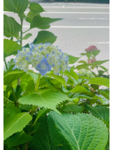 CLUBドレミ - かづきの女の子ブログ画像