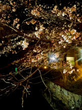 CLUBドレミ - かづきの女の子ブログ画像