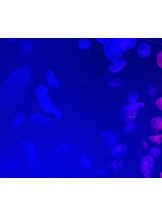 梅田堂山女学院 - まう【梅田堂山女学院】の女の子ブログ画像